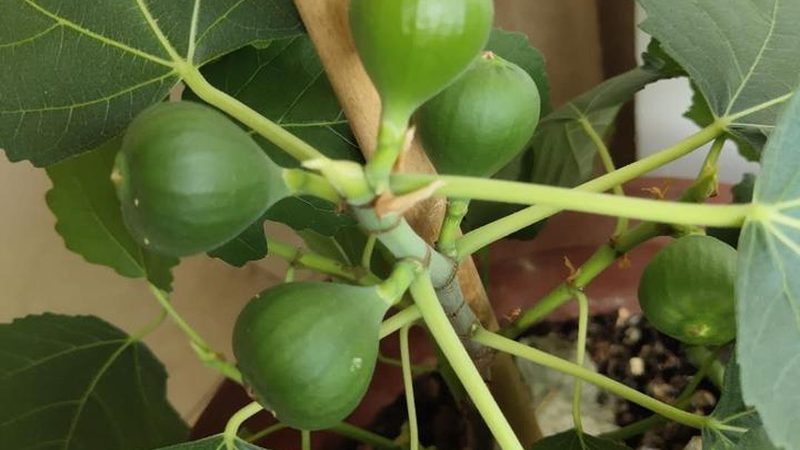 小标题：一、明确需求，聚焦核心指标